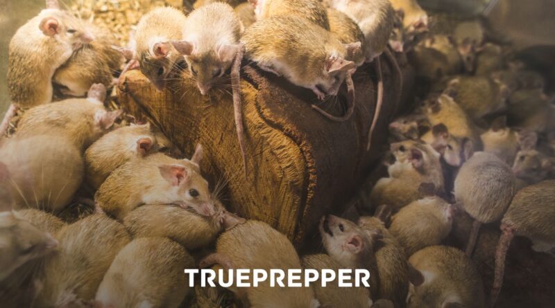 https://www.trueprepper.com/wp-content/uploads/2017/03/Homemade-Mouse-and-Rat-Traps-to-Protect-Food-Storage-and-Supplies-800x445.jpg
