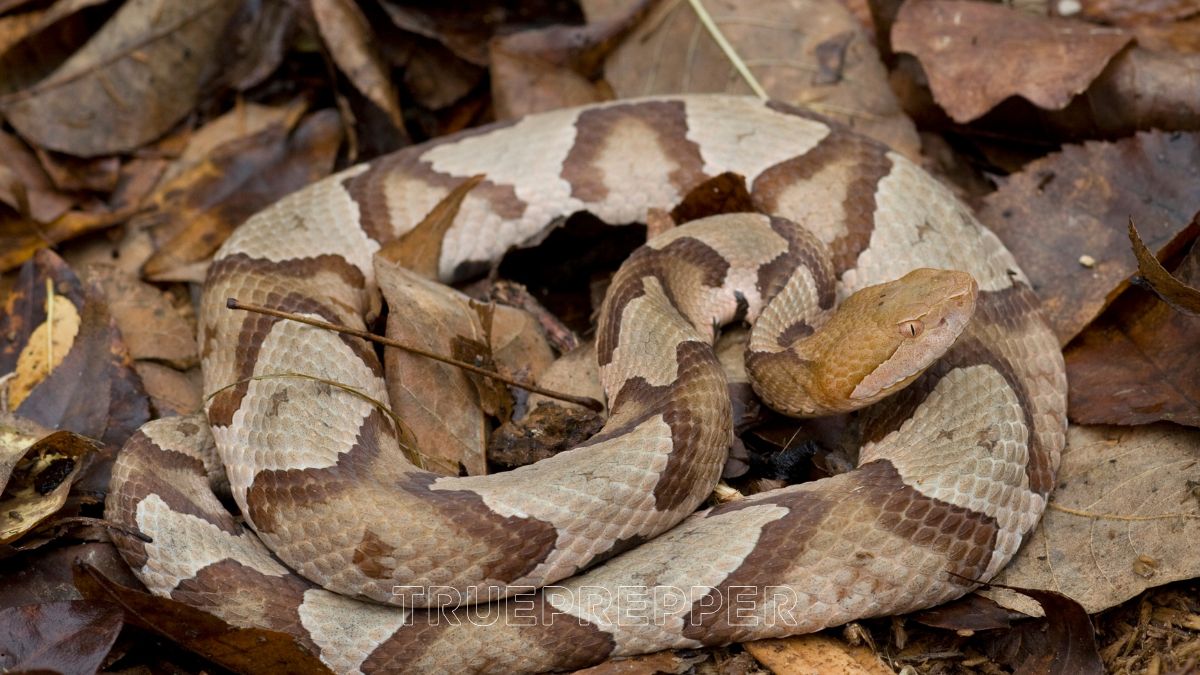 Copperhead blending in with leaves ready to strike and bite