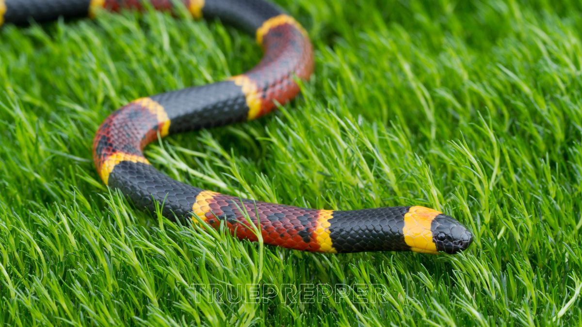 Coral Snake in Grass