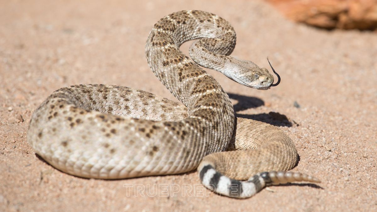 Rattlesnake with rattle ready to strike and bite