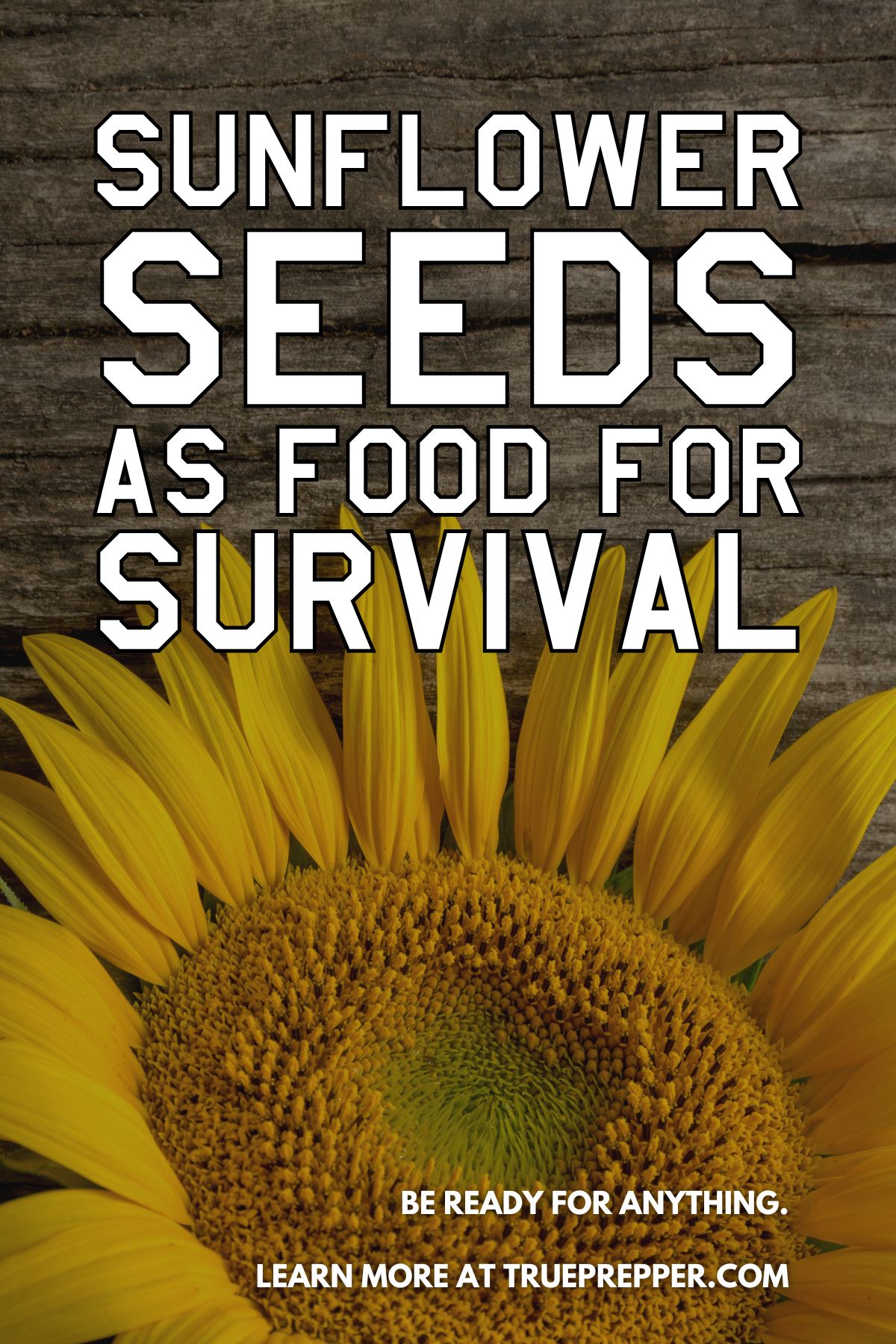 Sunflower Seeds as Food for Survival