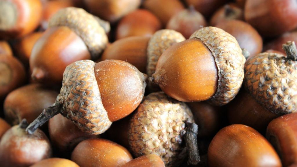Close up of acorns with caps. Credit: Pixabay